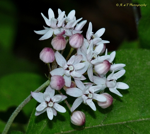 {Asclepias quadrifolia}